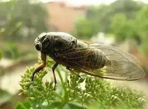 娱乐吃瓜酱知了,知了带你领略娱乐圈新鲜事