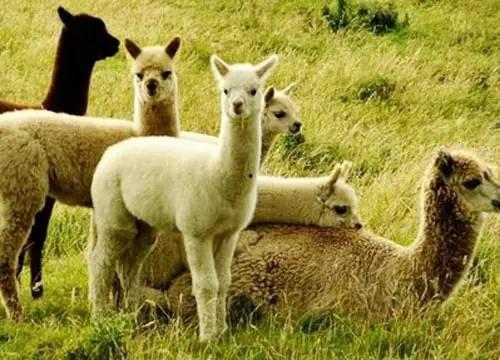 娱乐吃瓜酱羊羊,羊羊酱带你领略娱乐圈风云变幻